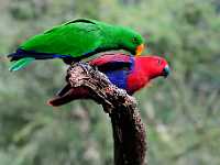 birds 5x7 7489  Male and Female Eclectus Parrots, Australia, Sanctuary
